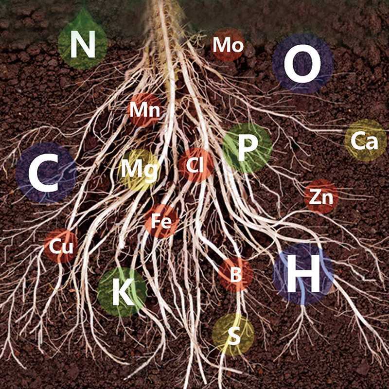 1+1 Free | Plant Nutrient Solution